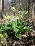 Image of oxlip