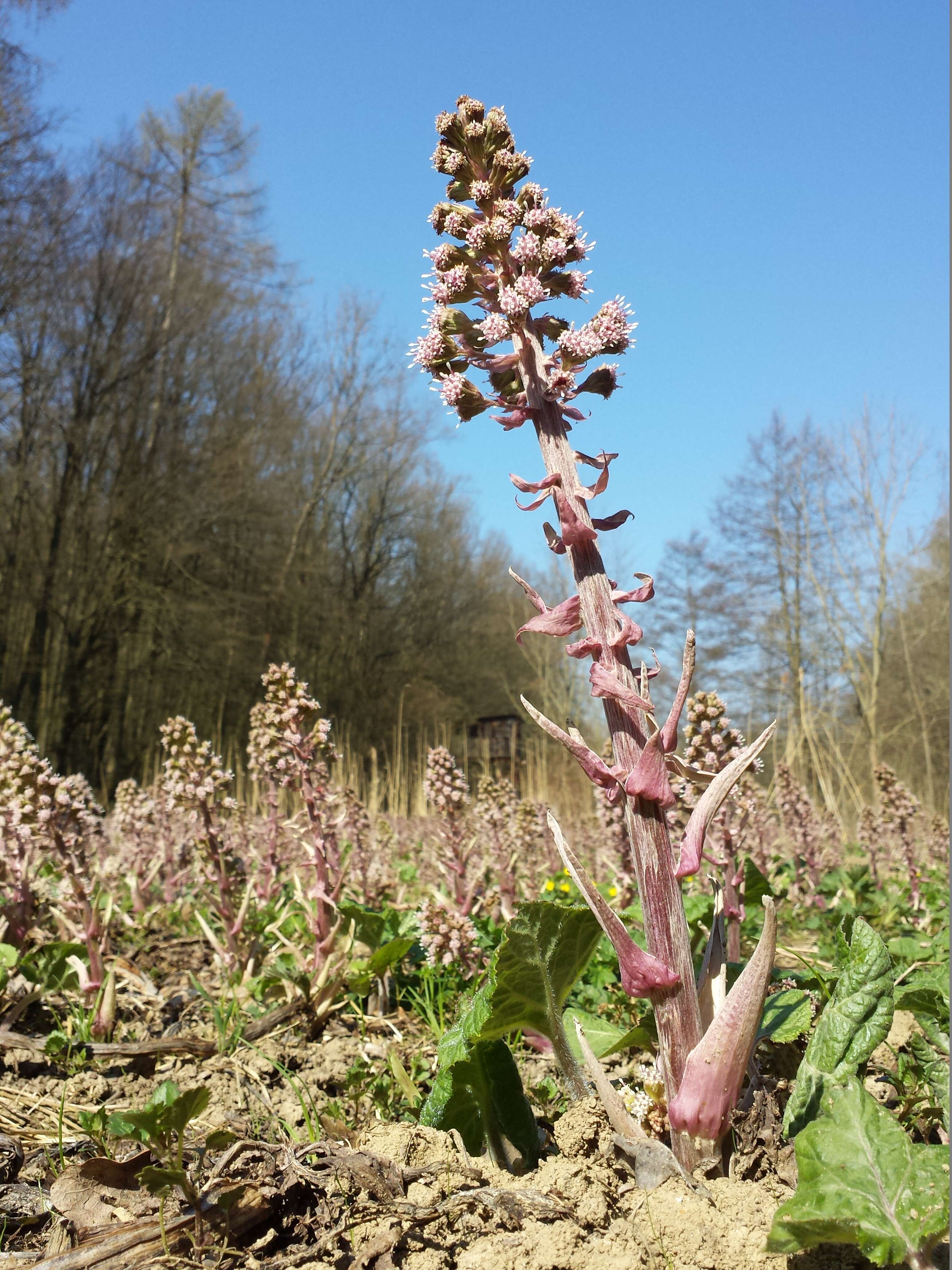 Image of pestilence wort