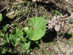 Image of pestilence wort