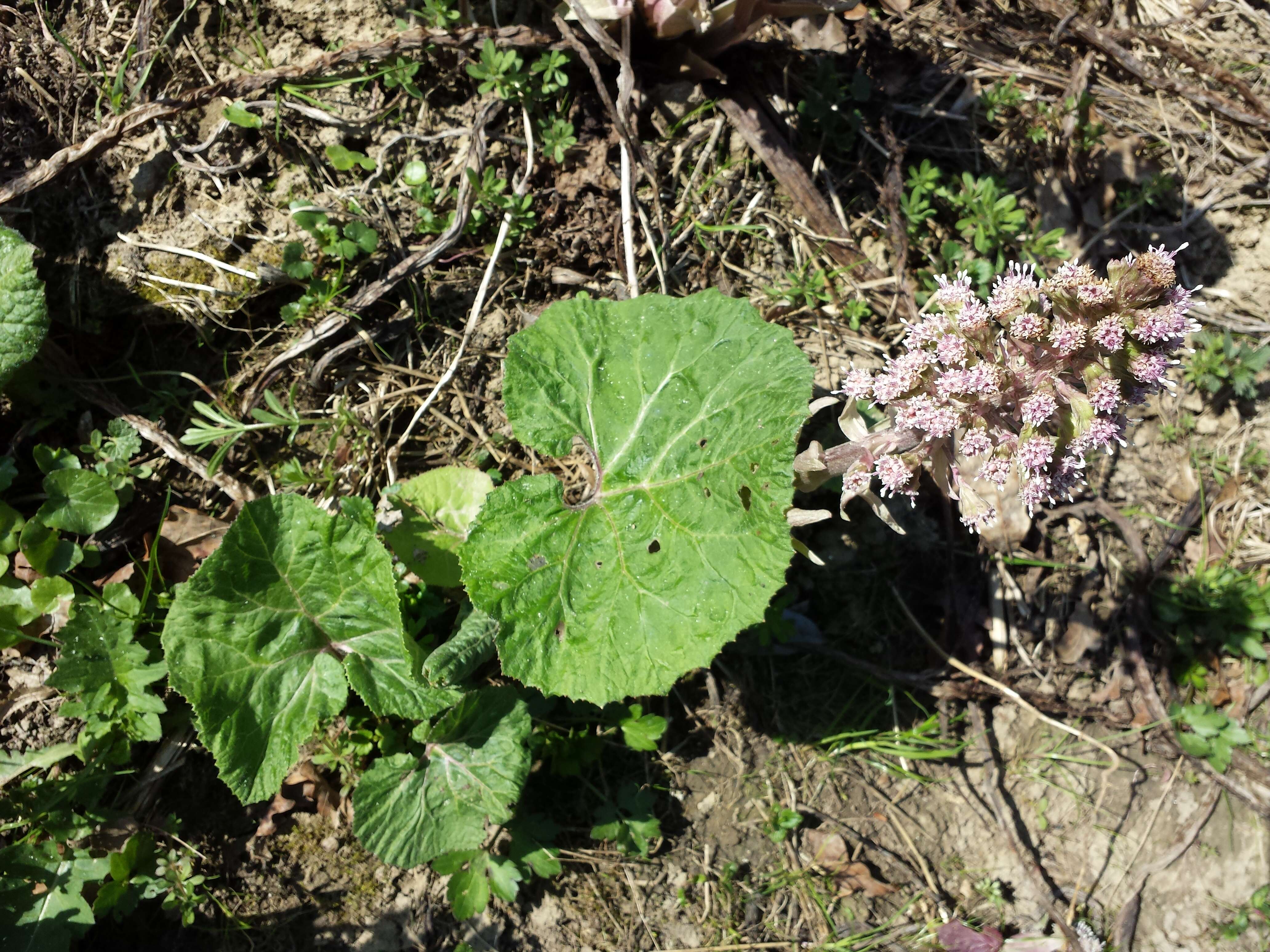 Image of pestilence wort