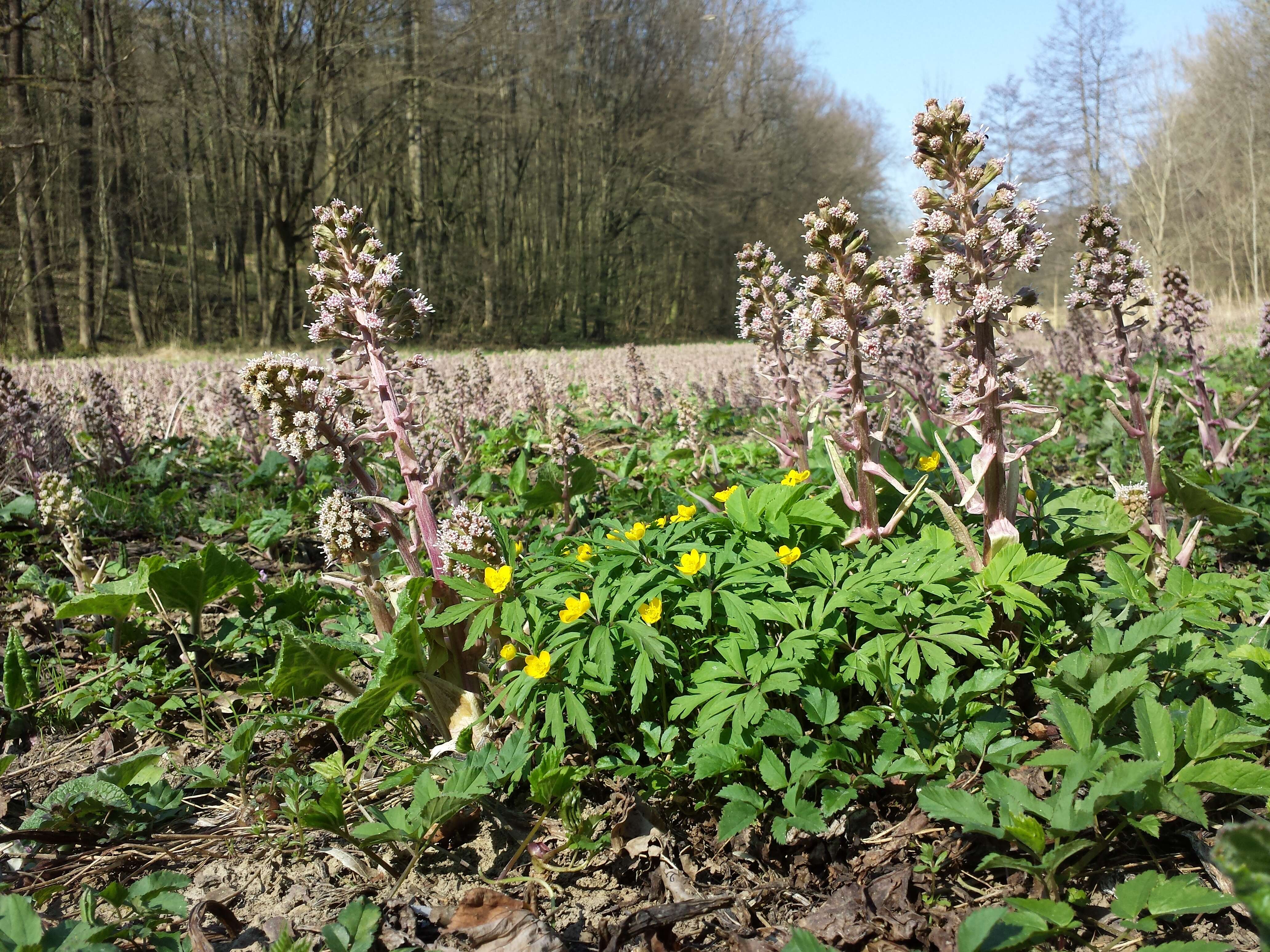 Image of pestilence wort