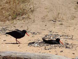 Image of Variable Oystercatcher