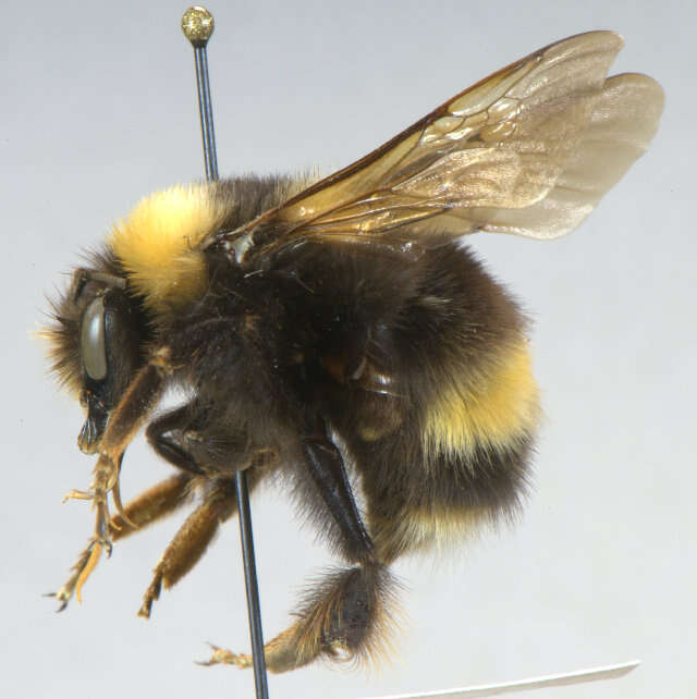 Слика од Bombus occidentalis Greene 1858