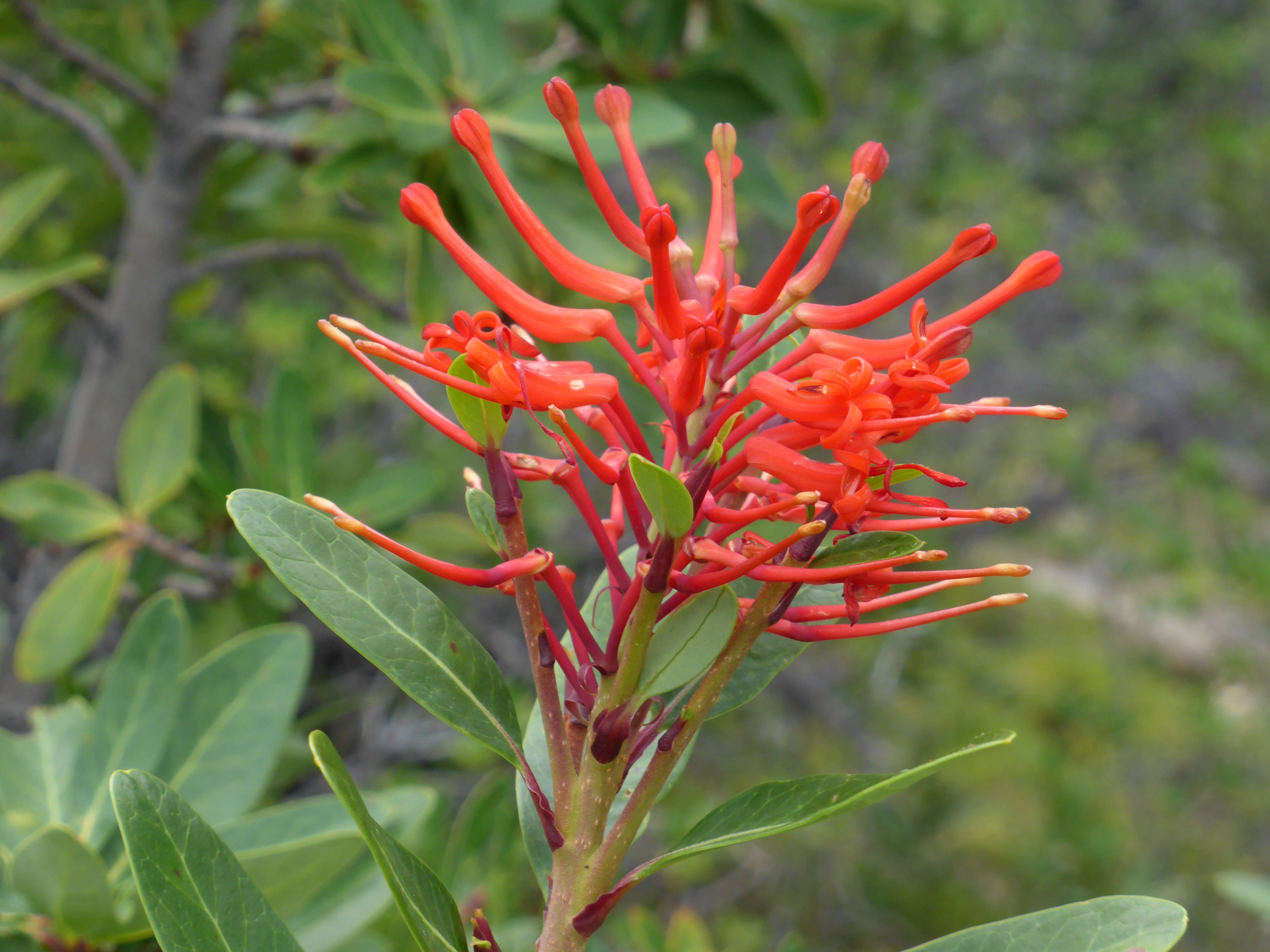 Слика од Embothrium coccineum J. R. Forster & G. Forster