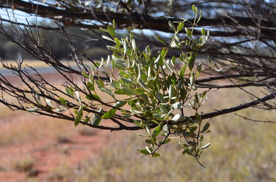 Image of Amyema maidenii (Blakely) Barlow