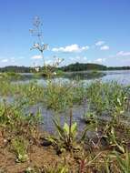 Image of Common Water-plantain