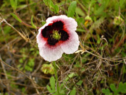 Image of Long-headed Poppy