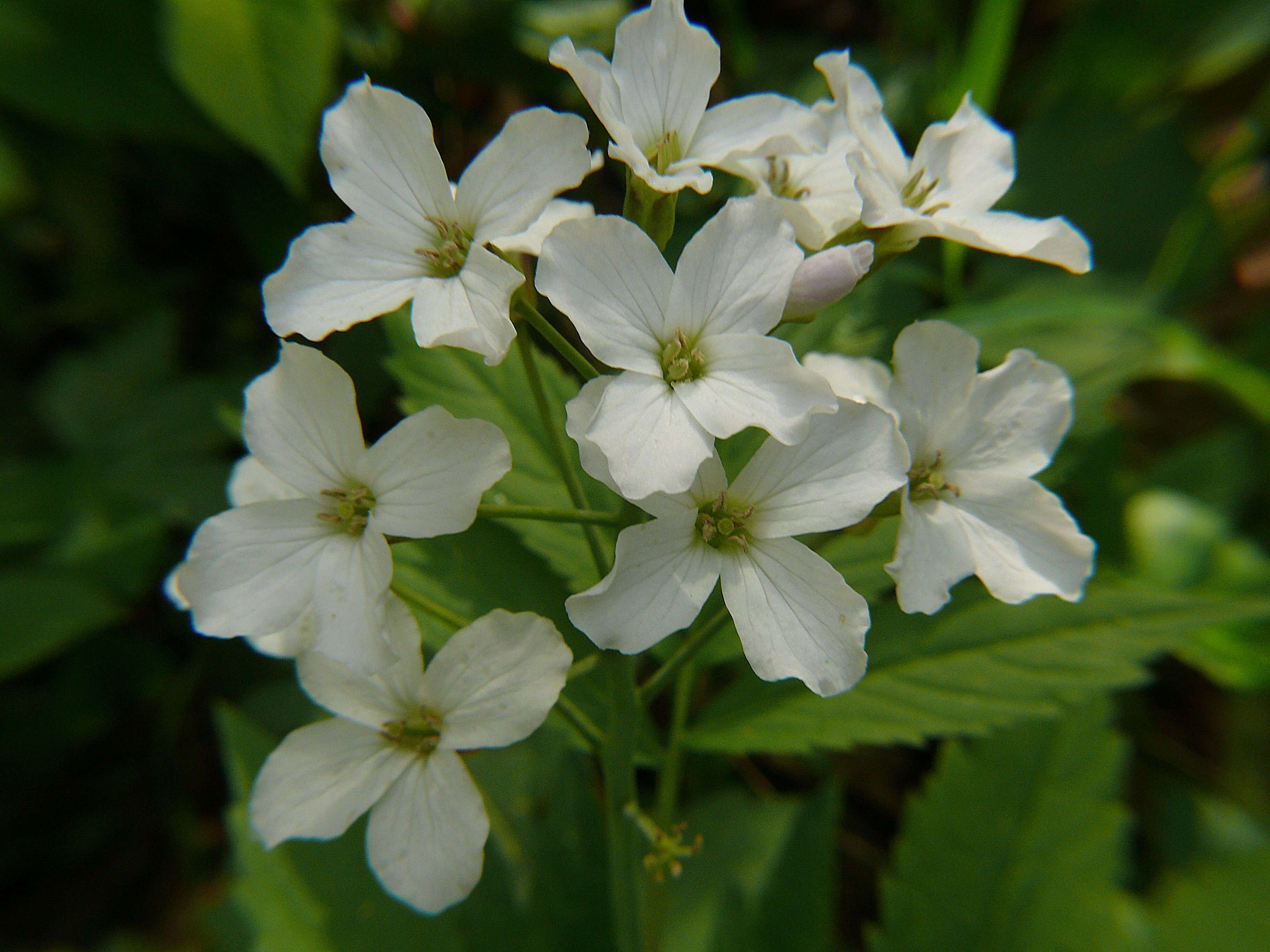 Image of Pinnate Coralroot