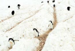 Image of Chinstrap Penguin