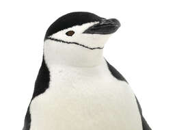 Image of Chinstrap Penguin