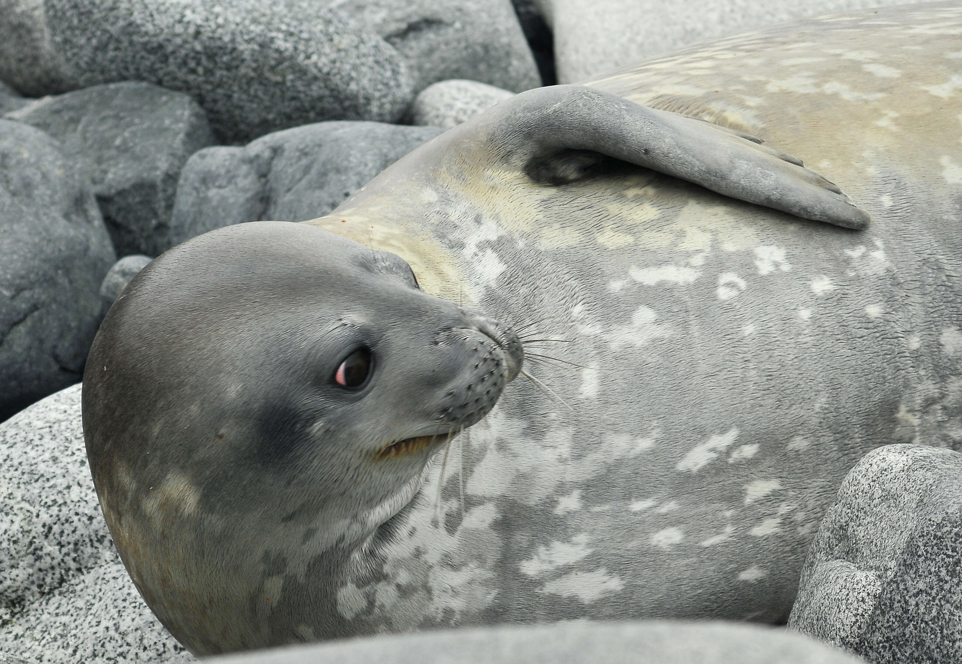 Image of Weddell seal