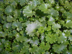 Image of Peach-leaf Bellflower