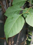 Plancia ëd Bougainvillea glabra Choisy