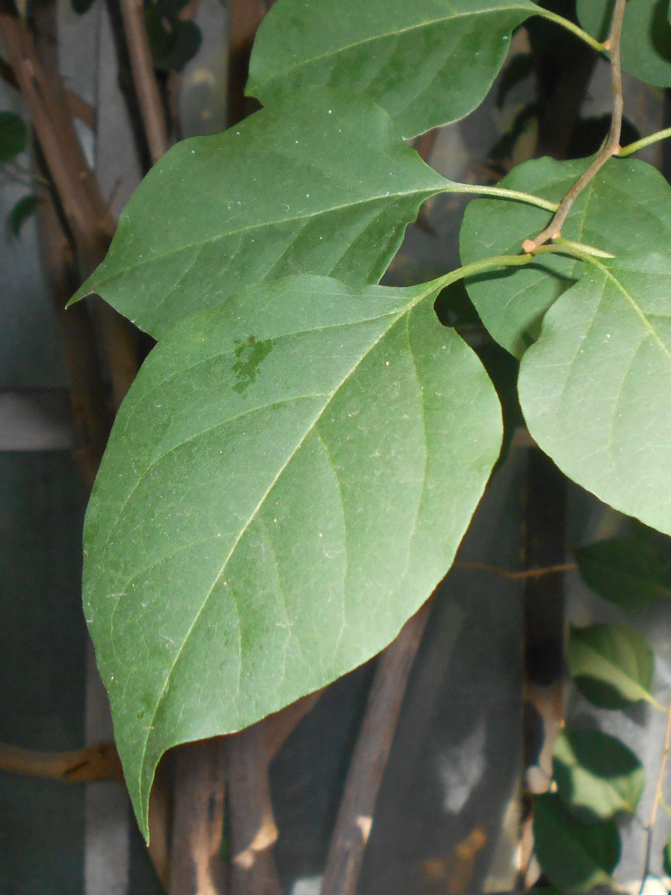 Plancia ëd Bougainvillea glabra Choisy