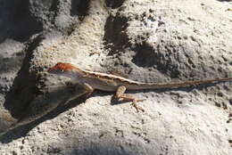 Image of Bahaman brown anole