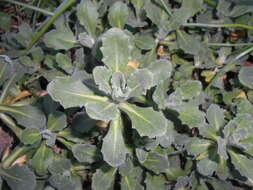 Image of Gray rockcress