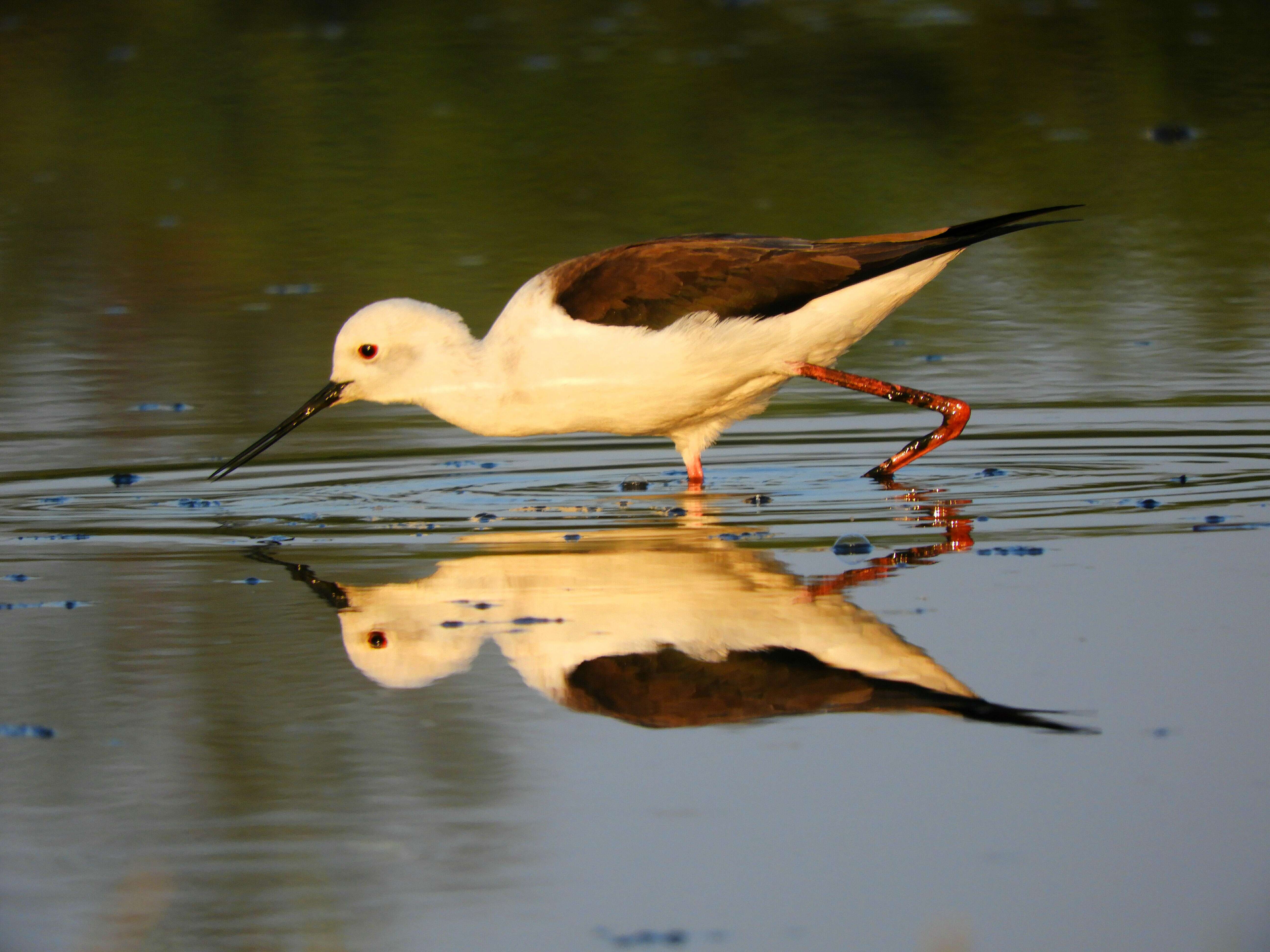 Image of Black-winged Stilt