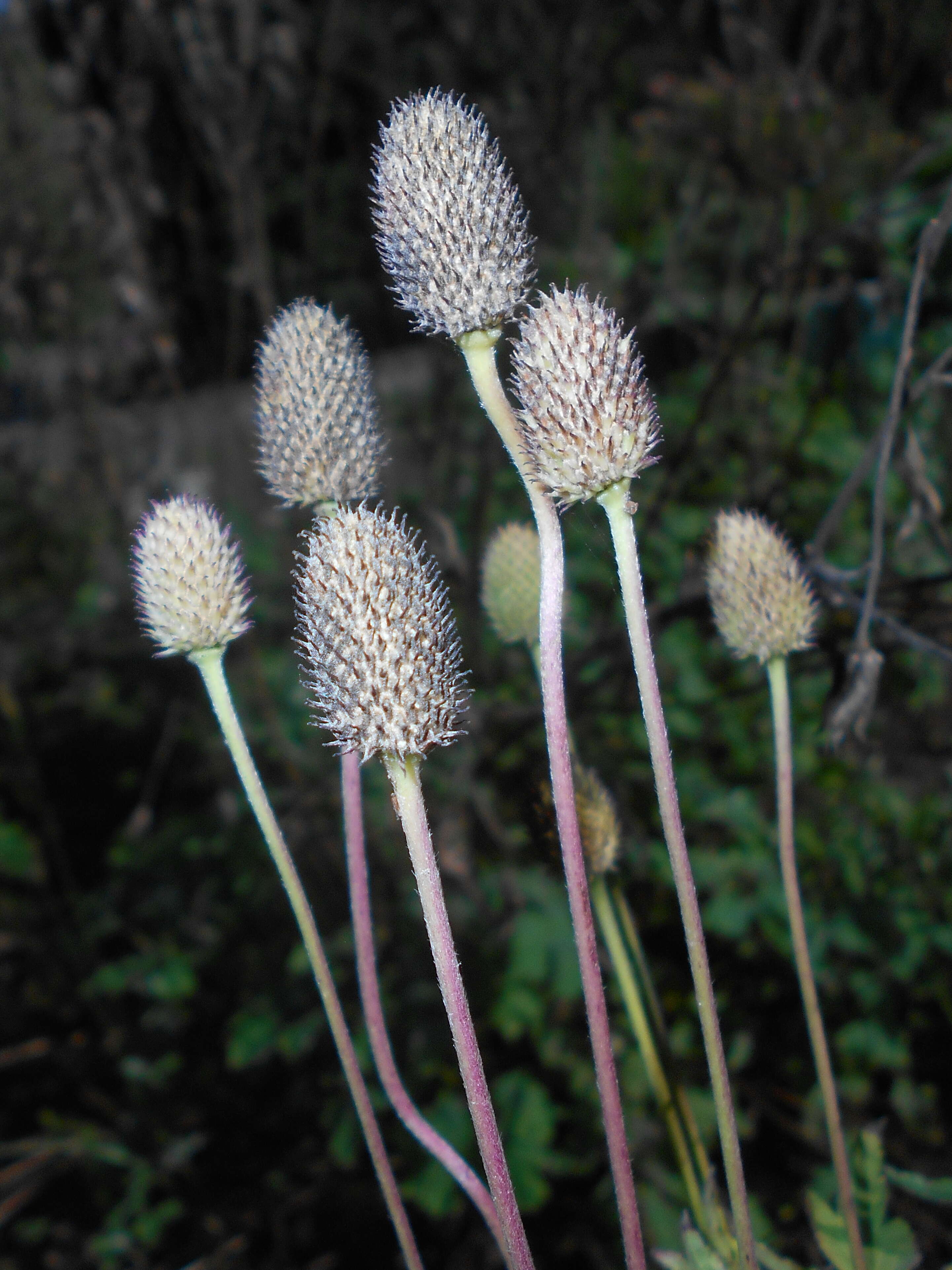 Image of candle anemone