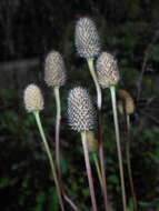 Image of candle anemone