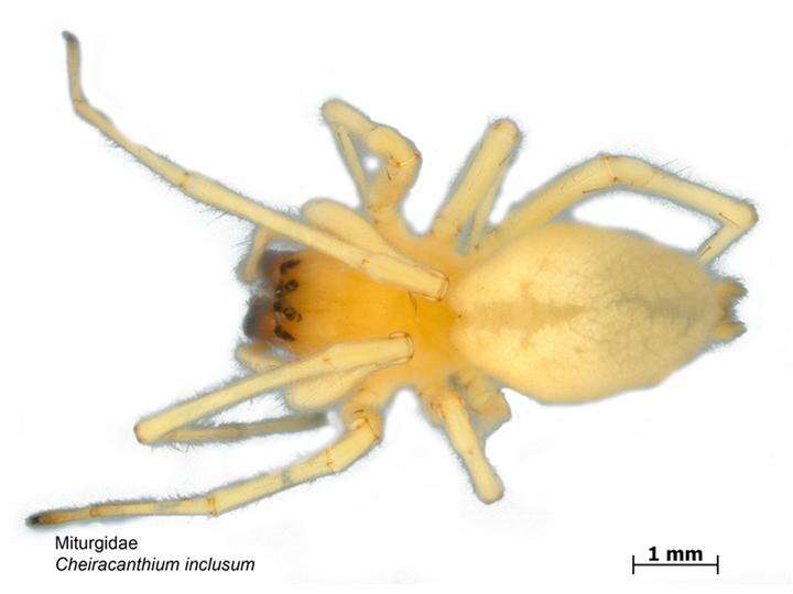 Слика од Cheiracanthium inclusum (Hentz 1847)