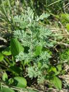 Image of Roman wormwood