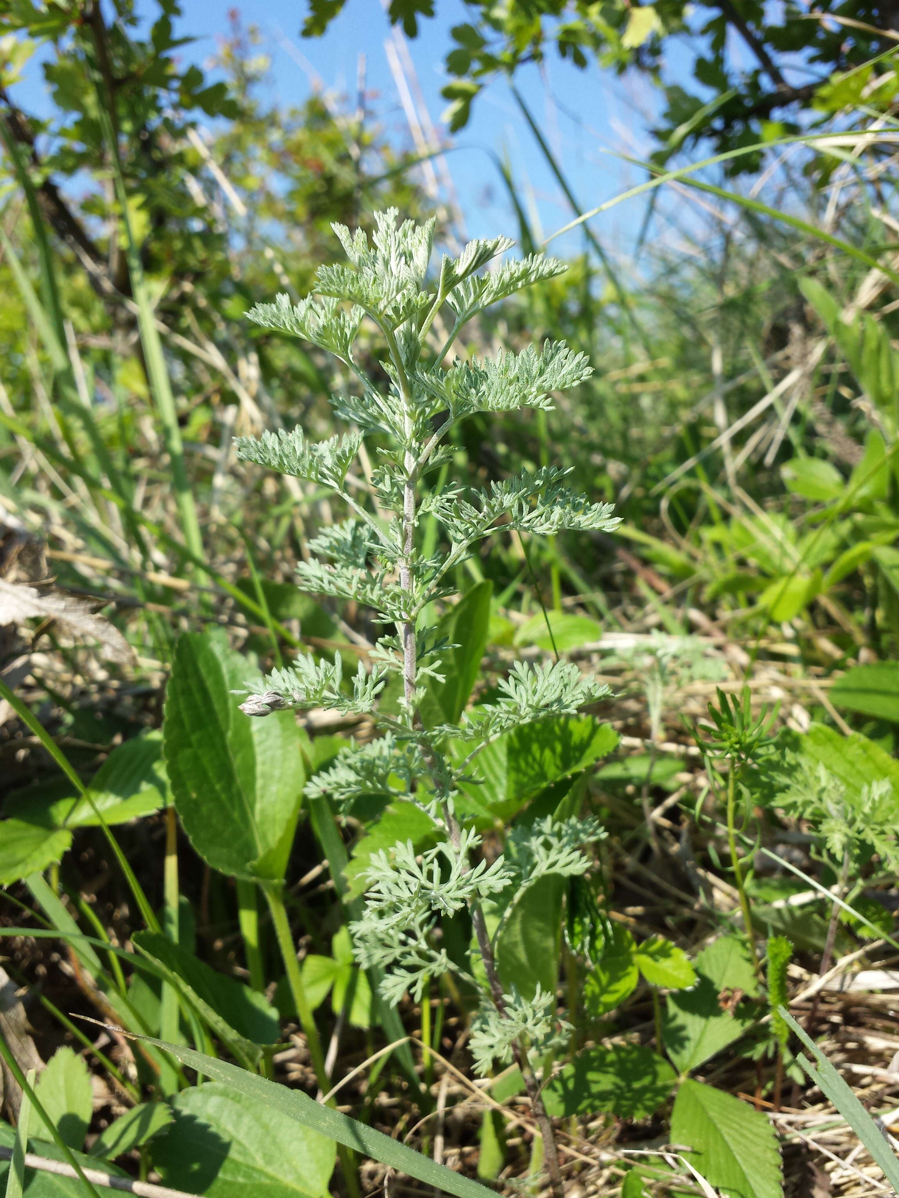 Image of Roman wormwood