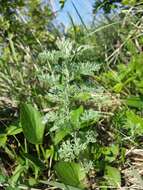 Image of Roman wormwood