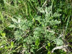 Image of Roman wormwood