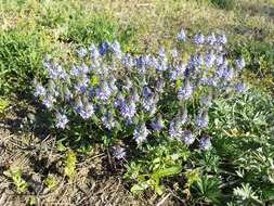 Image of Sprawling Speedwell