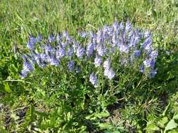 Image of Sprawling Speedwell