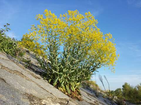 Image of woad