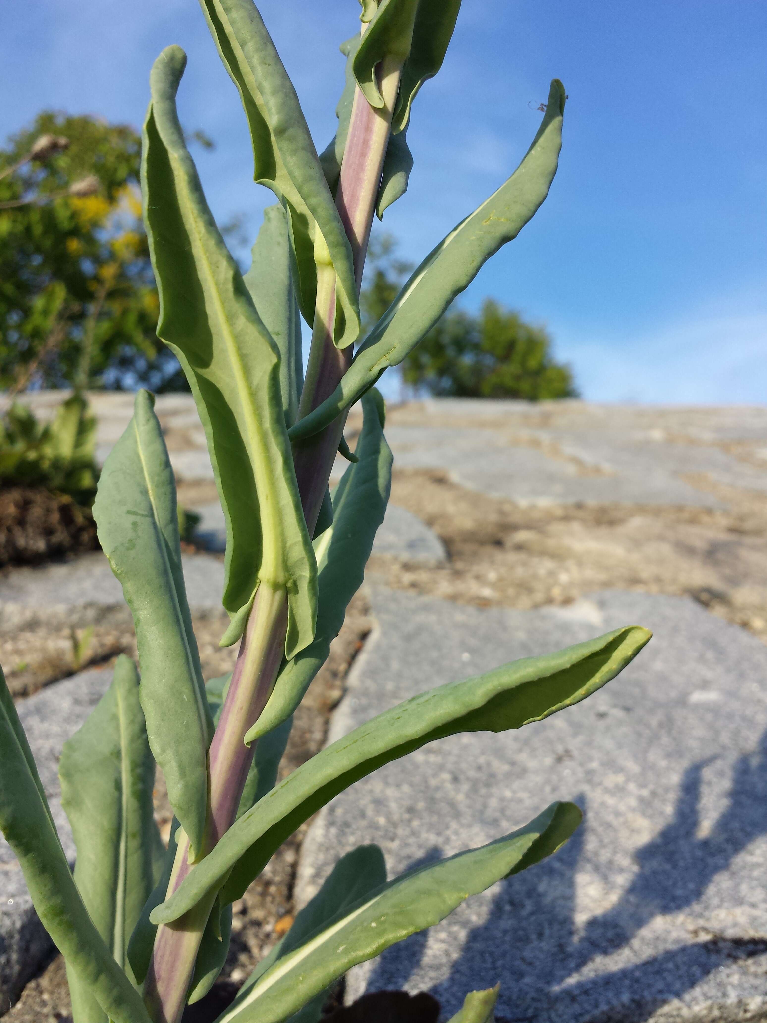 Image of woad