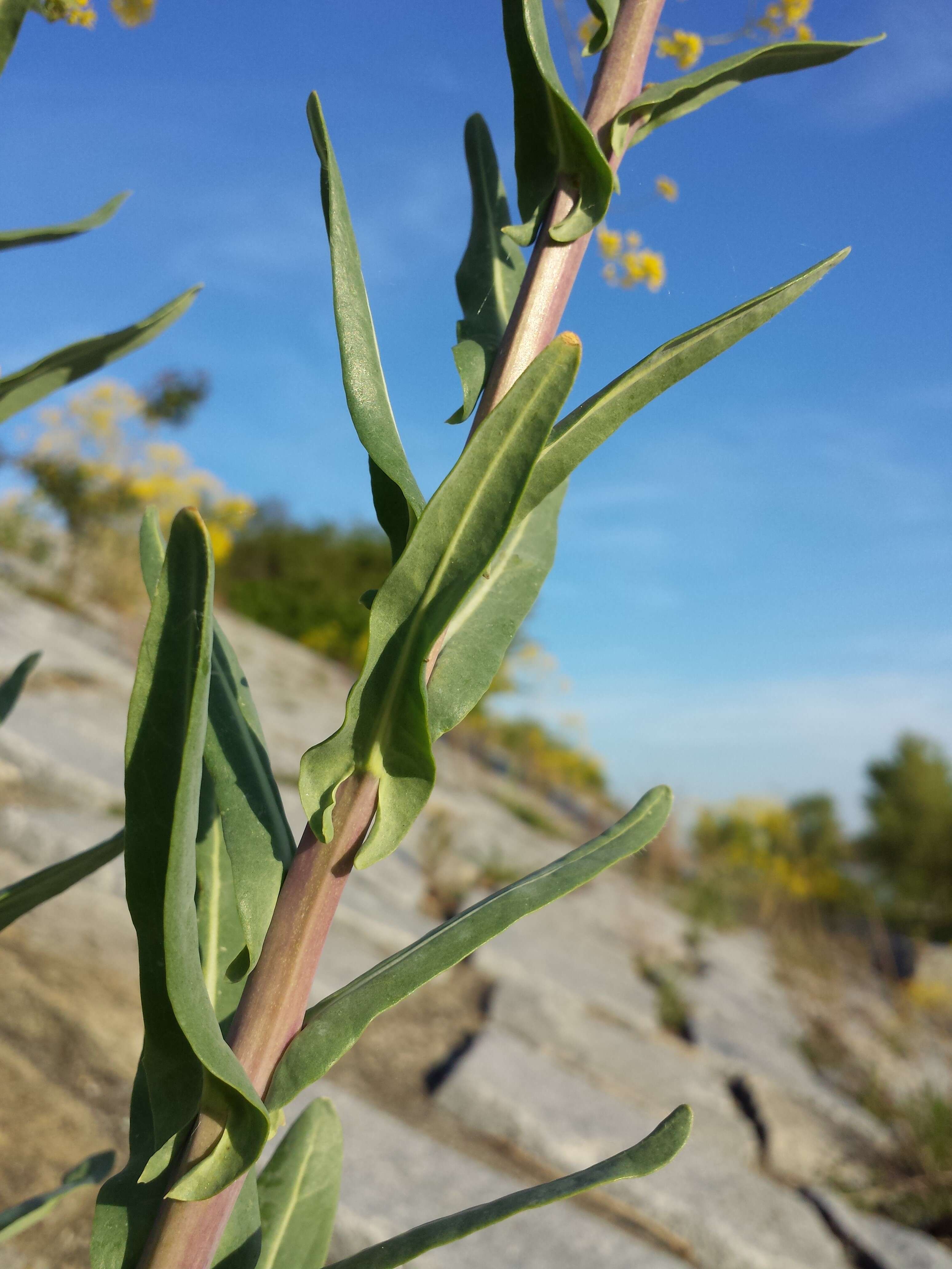 Image of woad