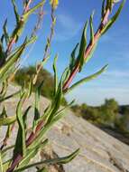 Image of woad