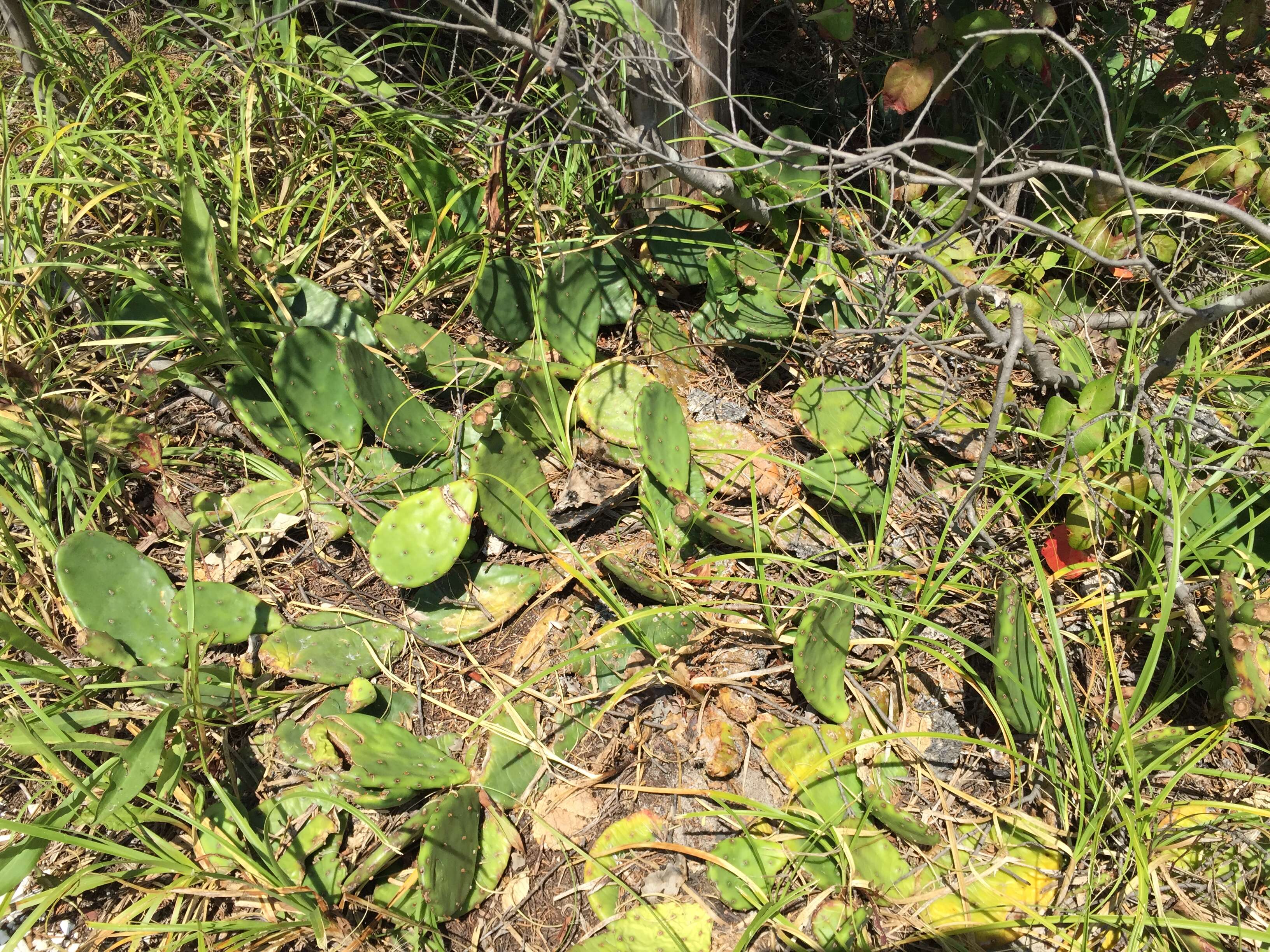 Image of Eastern Prickly Pear