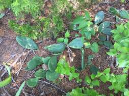 Image of Eastern Prickly Pear