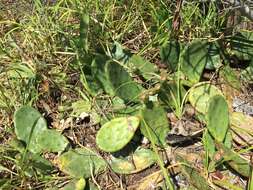 Image of Eastern Prickly Pear