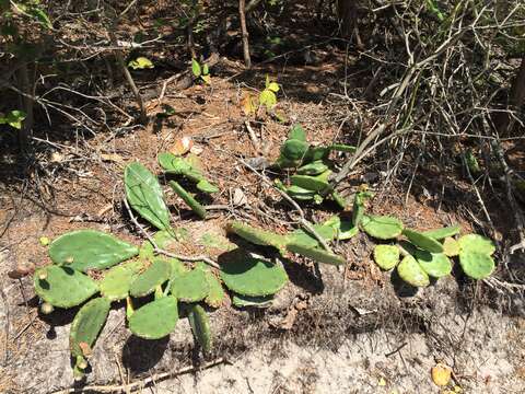 Image of Eastern Prickly Pear