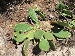 Image of Eastern Prickly Pear