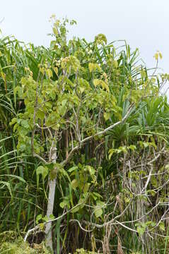 Image of Hernandia labyrinthica Tuyama