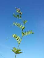 Image of bush vetch