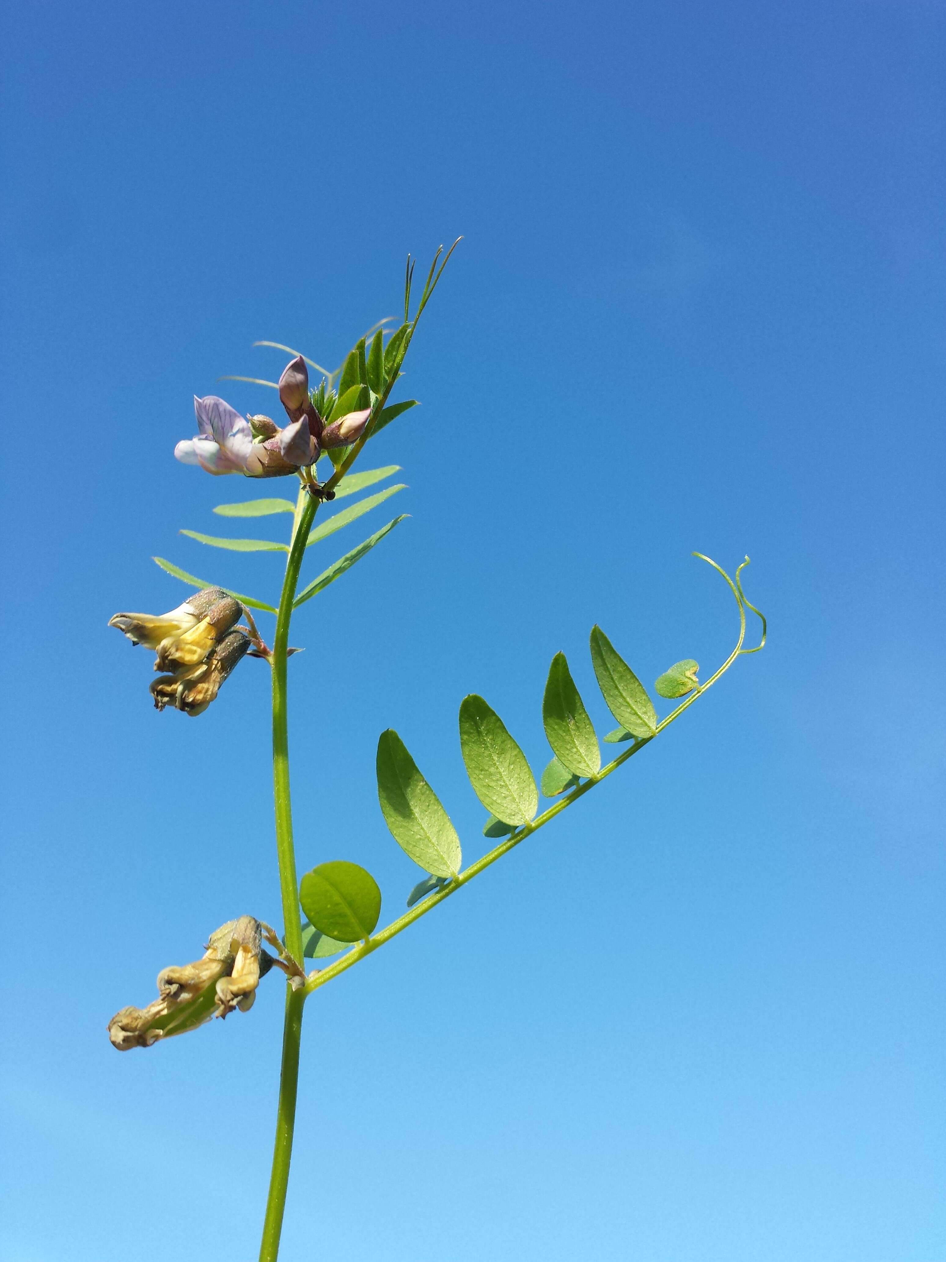 Image of bush vetch