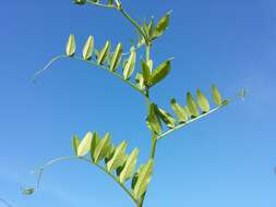 Image of bush vetch