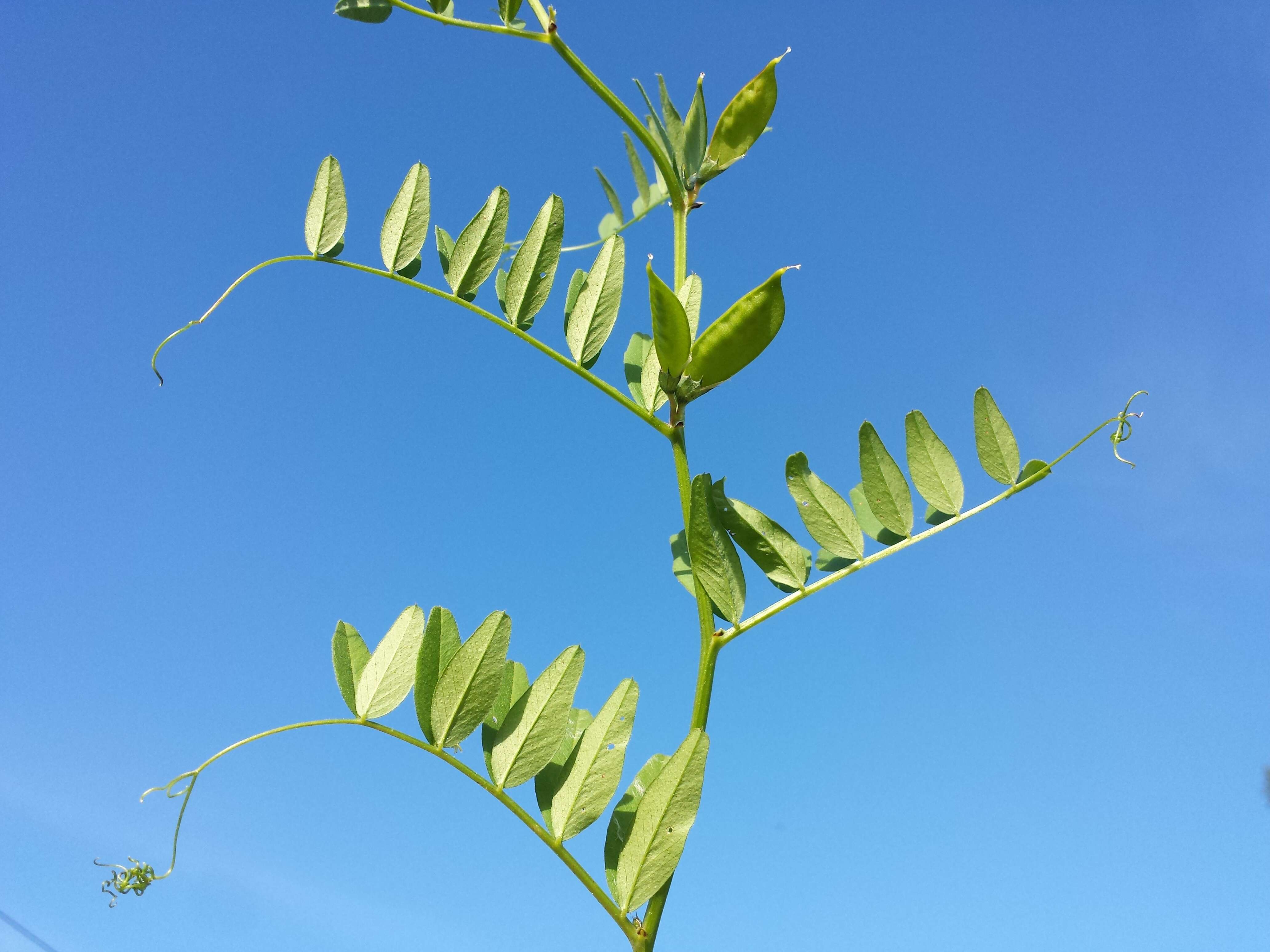 Image of bush vetch