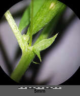 Image of lentil vetch