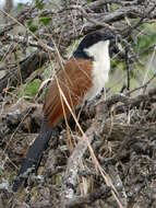 Image of Burchell's Coucal