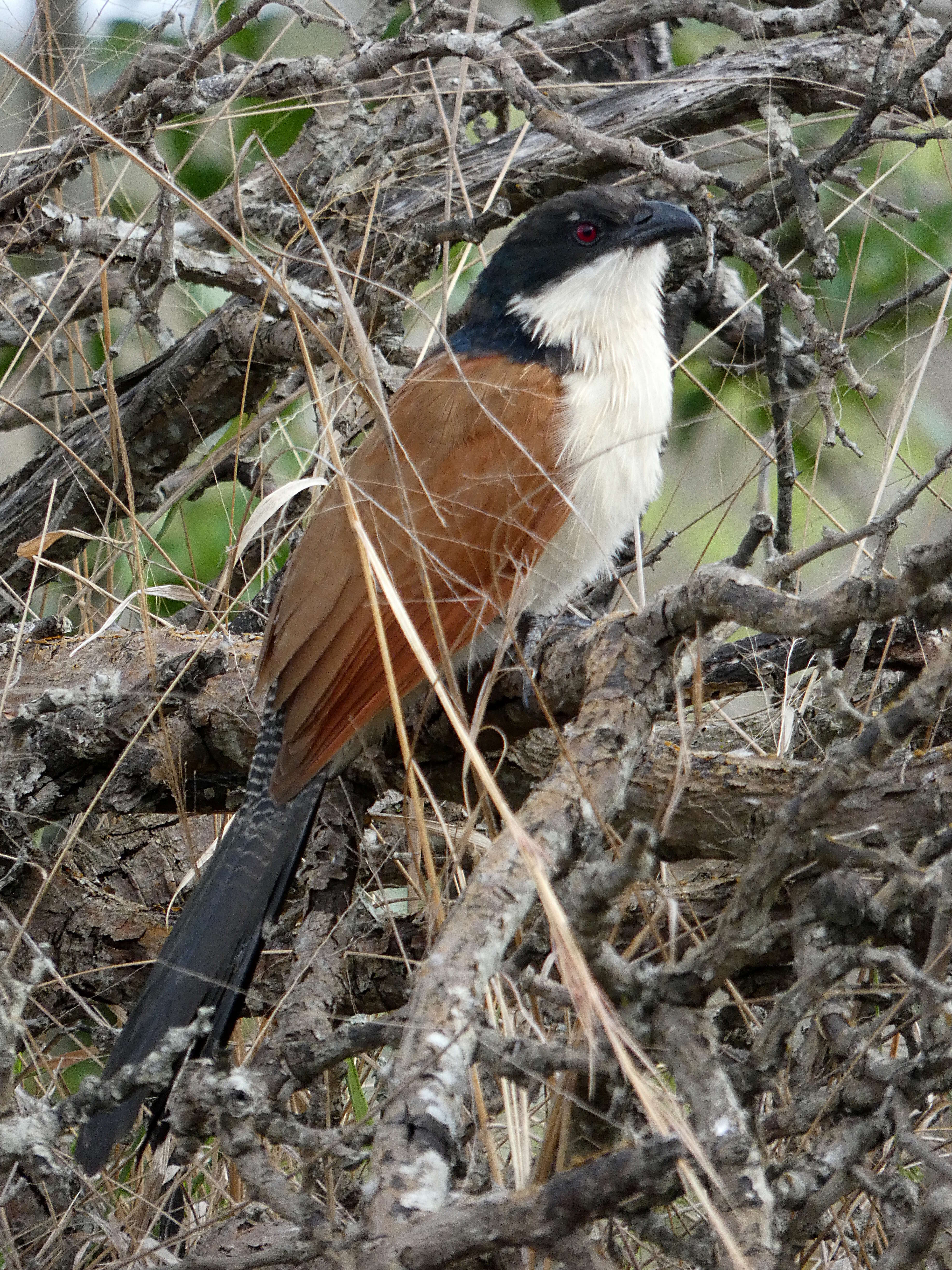 Plancia ëd Centropus burchellii Swainson 1838