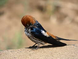 Cecropis abyssinica (Guérin-Méneville 1843) resmi