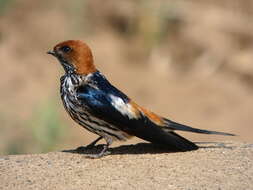 Cecropis abyssinica (Guérin-Méneville 1843) resmi