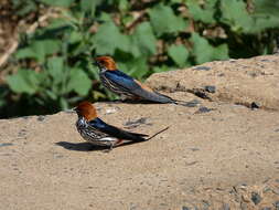 Cecropis abyssinica (Guérin-Méneville 1843) resmi